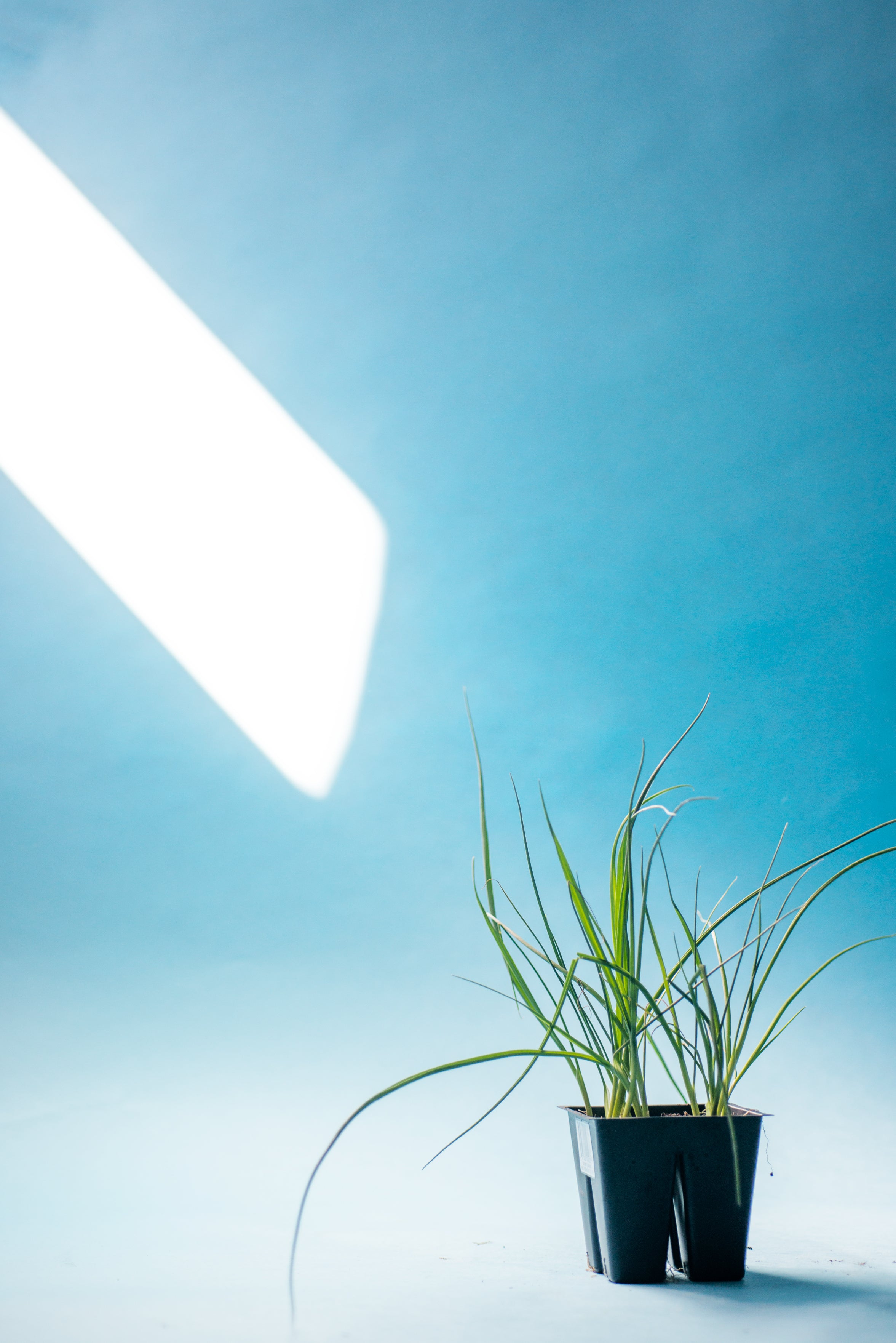 leeks in black plastic container